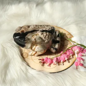 Extremely Unique Petrified Palm Root Carved Toad ~Large Display Carved Specimen