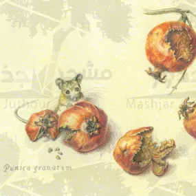 Home Decor Print from Palestine - Punica grantum